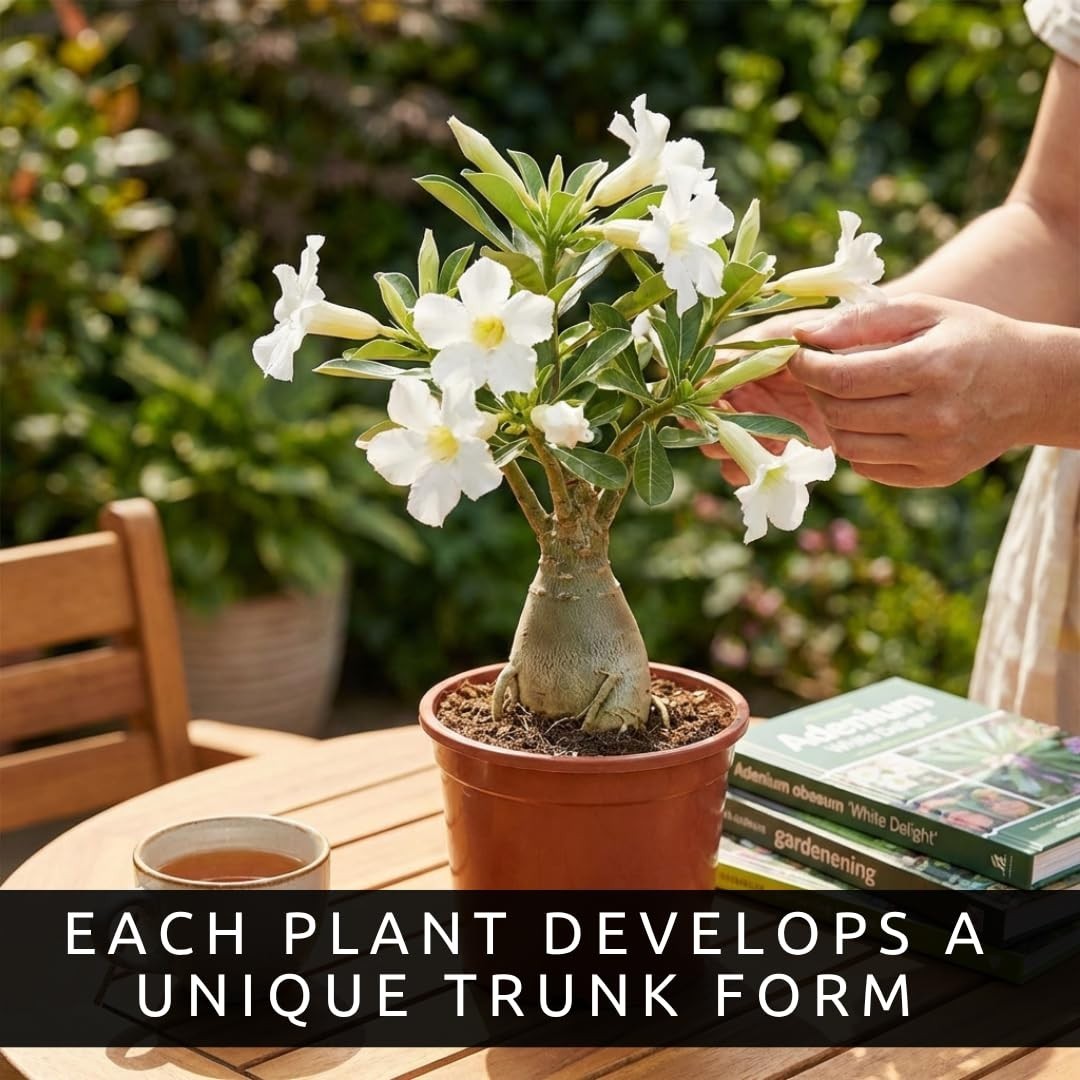 50 Adenium Obesum Seeds – Exotic Desert Rose for Indoor Bonsai & Outdoor Patio –