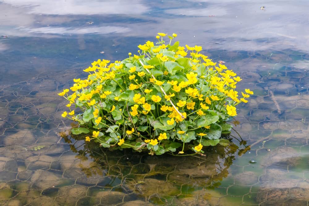 Marsh Marigold Seeds for Planting – 50 Seeds – Caltha palustris – Heirloom & Ope