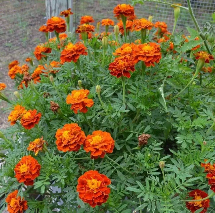RED and ORANGE FRENCH MARIGOLD MIX 200 FRESH SEEDS ORGANIC NON-GMO FREE SHIPPING