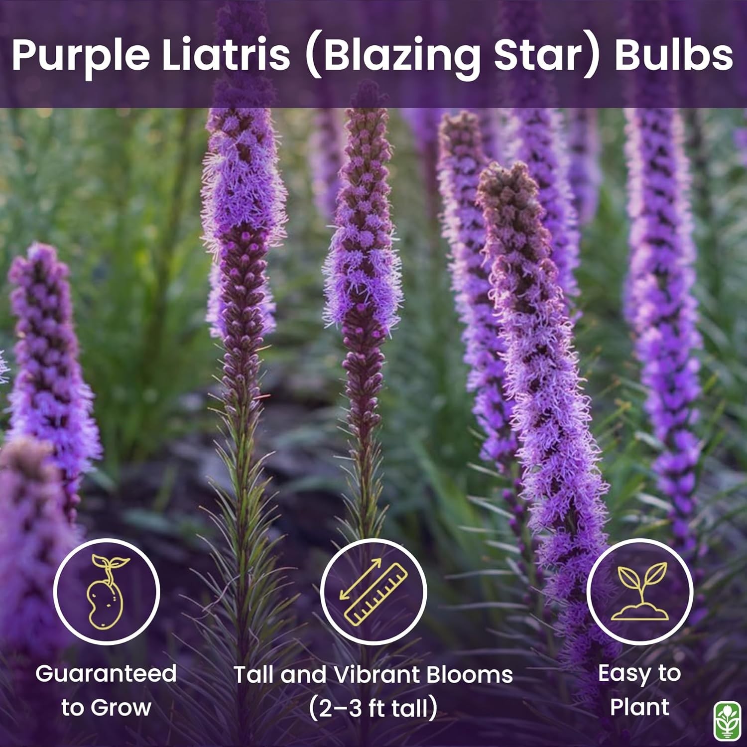 Liatris Spicata – Pollinator-Friendly Plant
