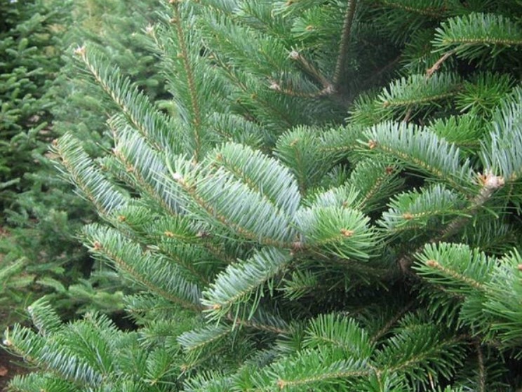 3 Canaan Fir Live Bareroots – 10-14″ Tall – Evergreen Christmas Tree – Zones 3-6