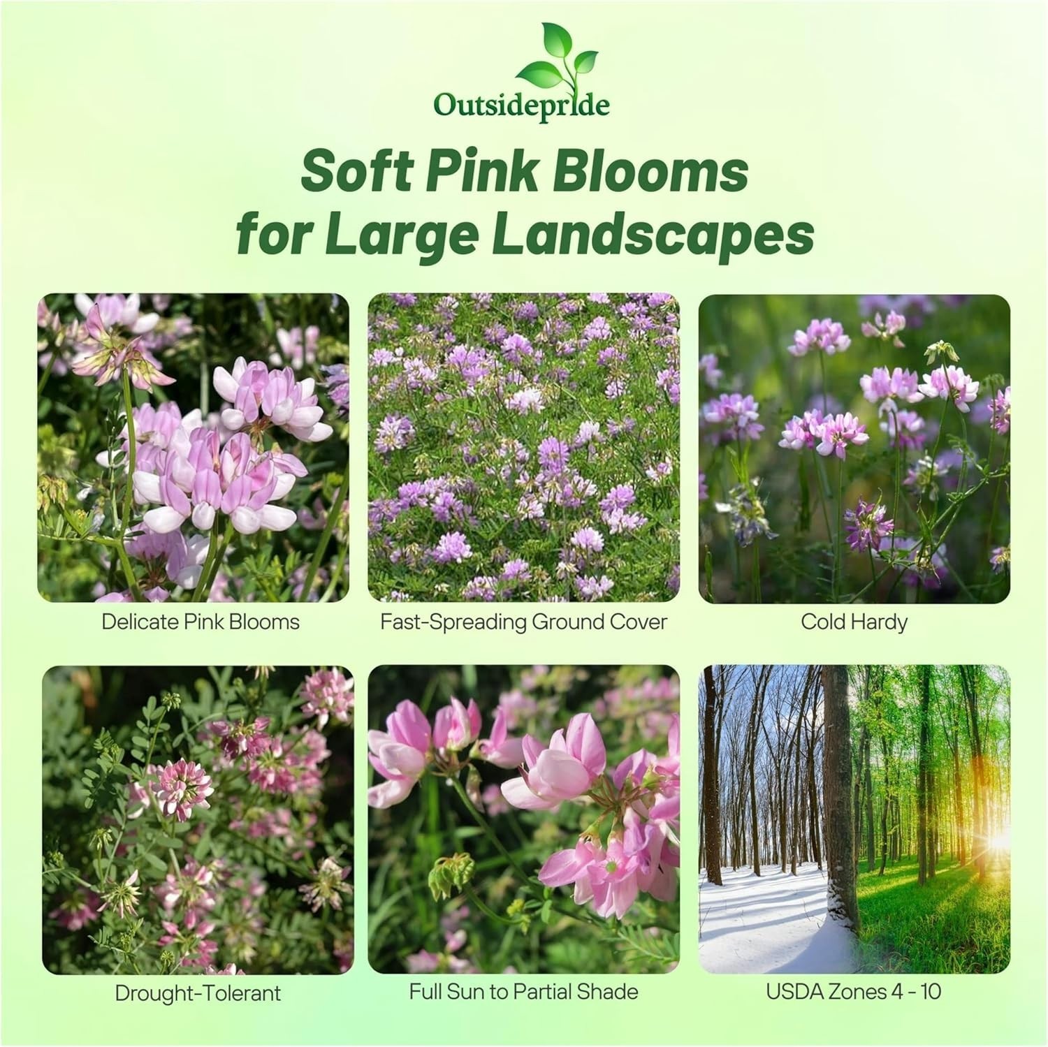 Drought-Tolerant Ground Cover Seeds – 1 lb