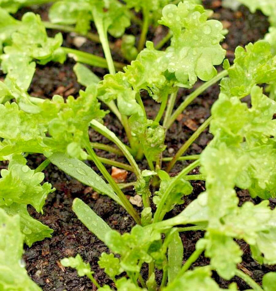 1001+CURLED CRESS Seeds Organic Indoor Container Sprouting Shade Garden Spring