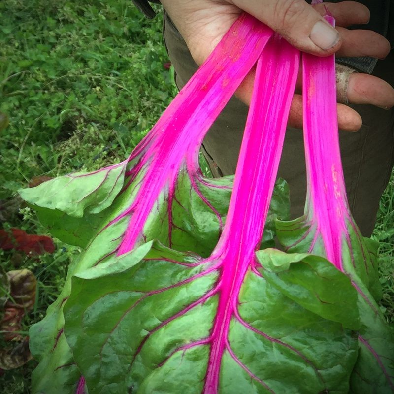 Magenta Sunset Swiss Chard Seeds (100) / EASY / FLORIDA GROWN / RARE