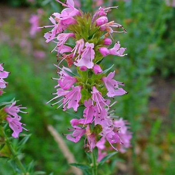 NECTAR ROSE HYSSOPUS HERB PERENNIAL 500 SEEDS