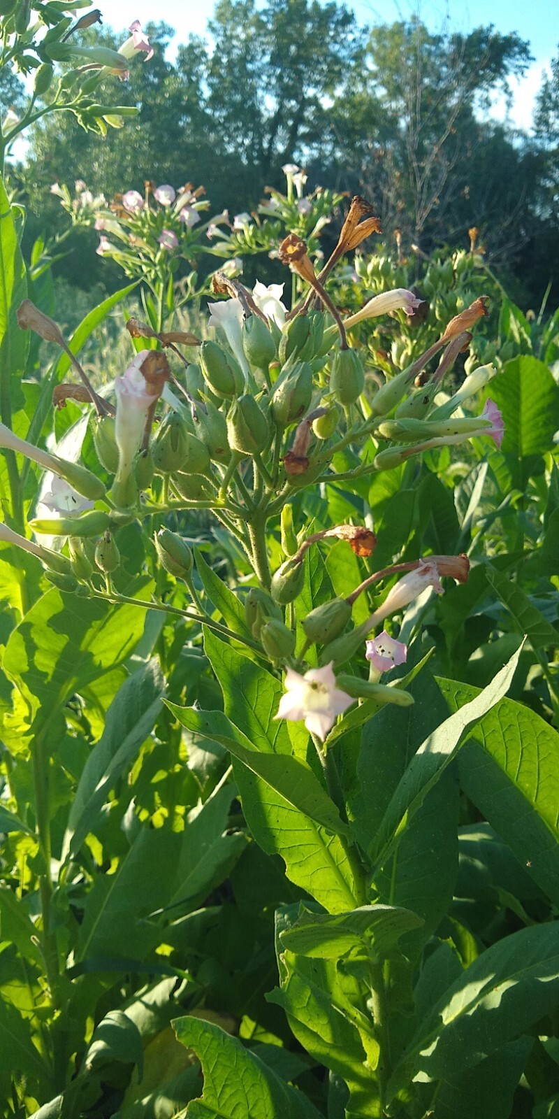 Perique Tobacco Seeds ~ 1000 to 100,000 seeds ~ Heirloom Nicotiana Tabacum