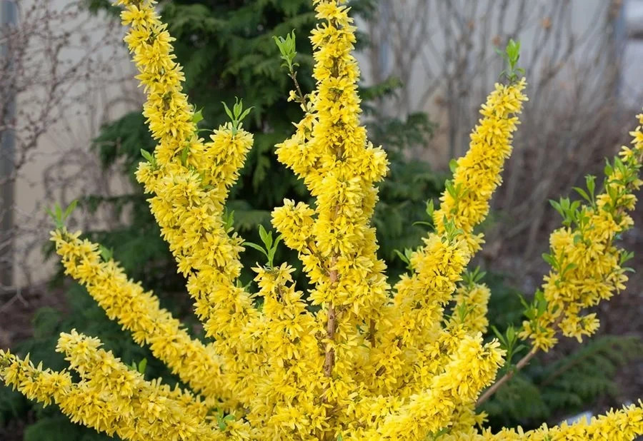 1 Forsythia Shrub 12-24″ Bare Root Starter Plant