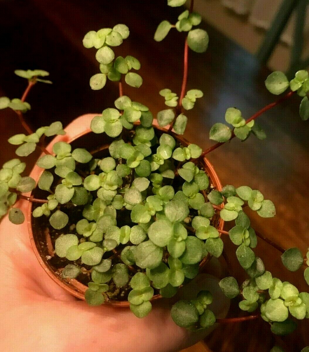 PILEA ‘SILVER SPRINKLES’, ‘GRAY ARTILLERY FERN – 2″ POT -MINIATURE PLANT
