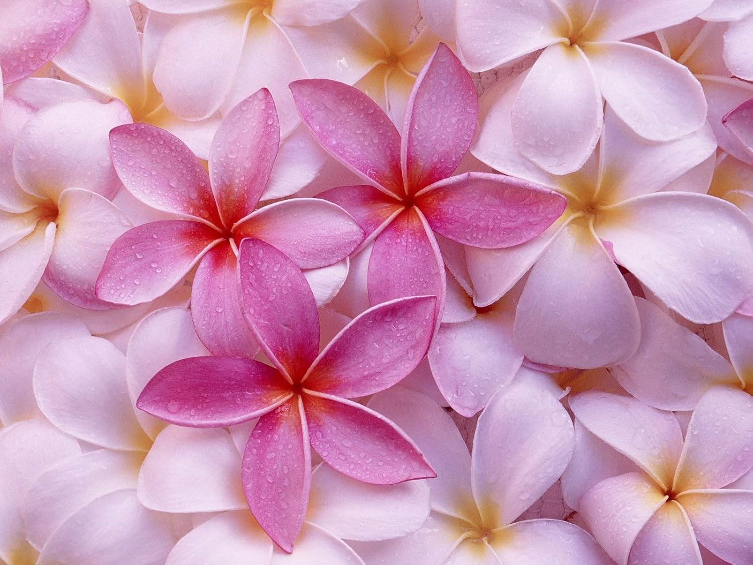 Hawaiian Rare Plumeria Frangipani Plant Planta Cuttings Red, White, Yellow, Pink