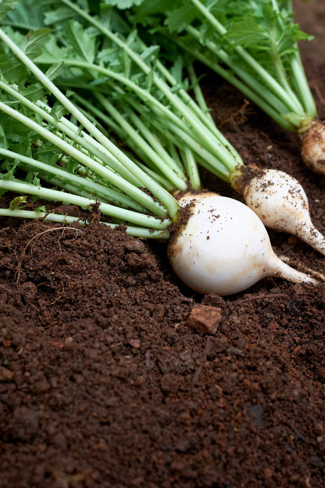 500 Hailstone WHITE GLOBE RADISH Raphanus Sativus Vegetable Seeds