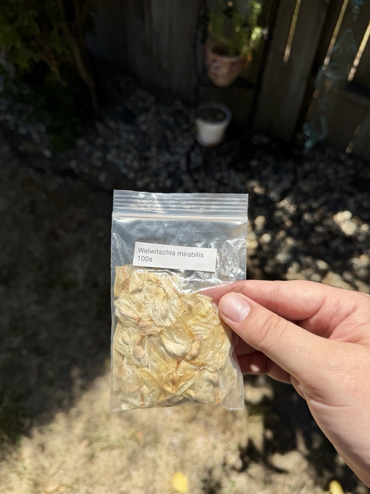 5 Welwitschia Mirabilis Seeds Fresh Seeds 2026 Caudiciform Caudex