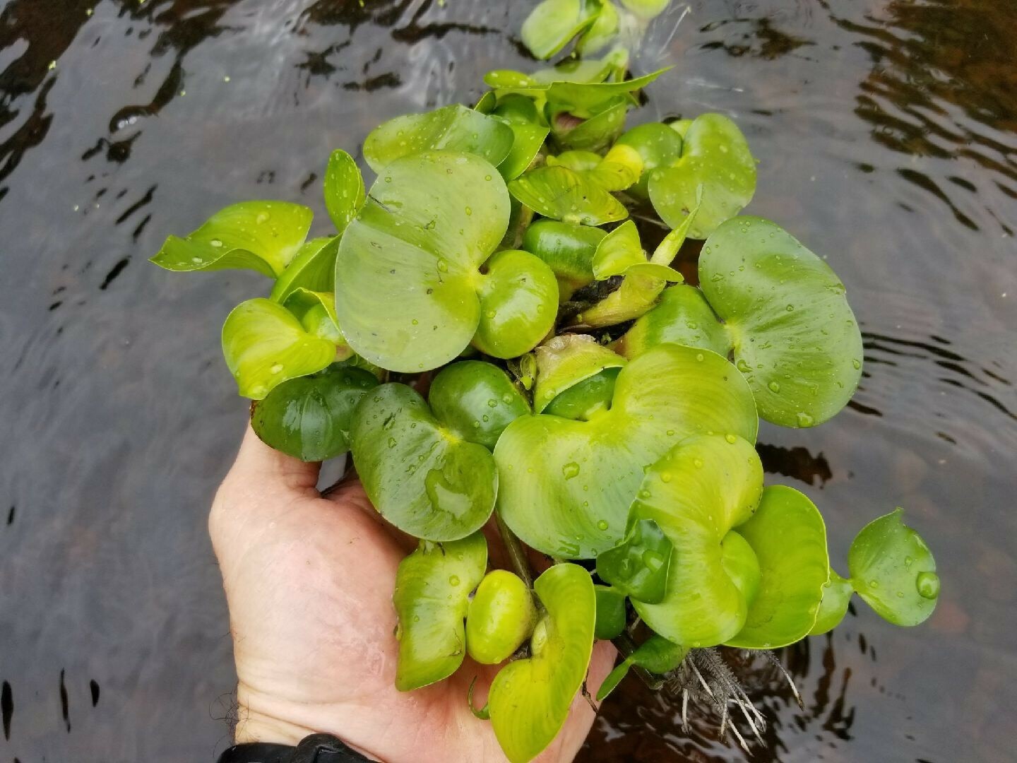 Kazen Aquatic 100% ORGANIC GROWN Water Hyacinth. (Pond plant)