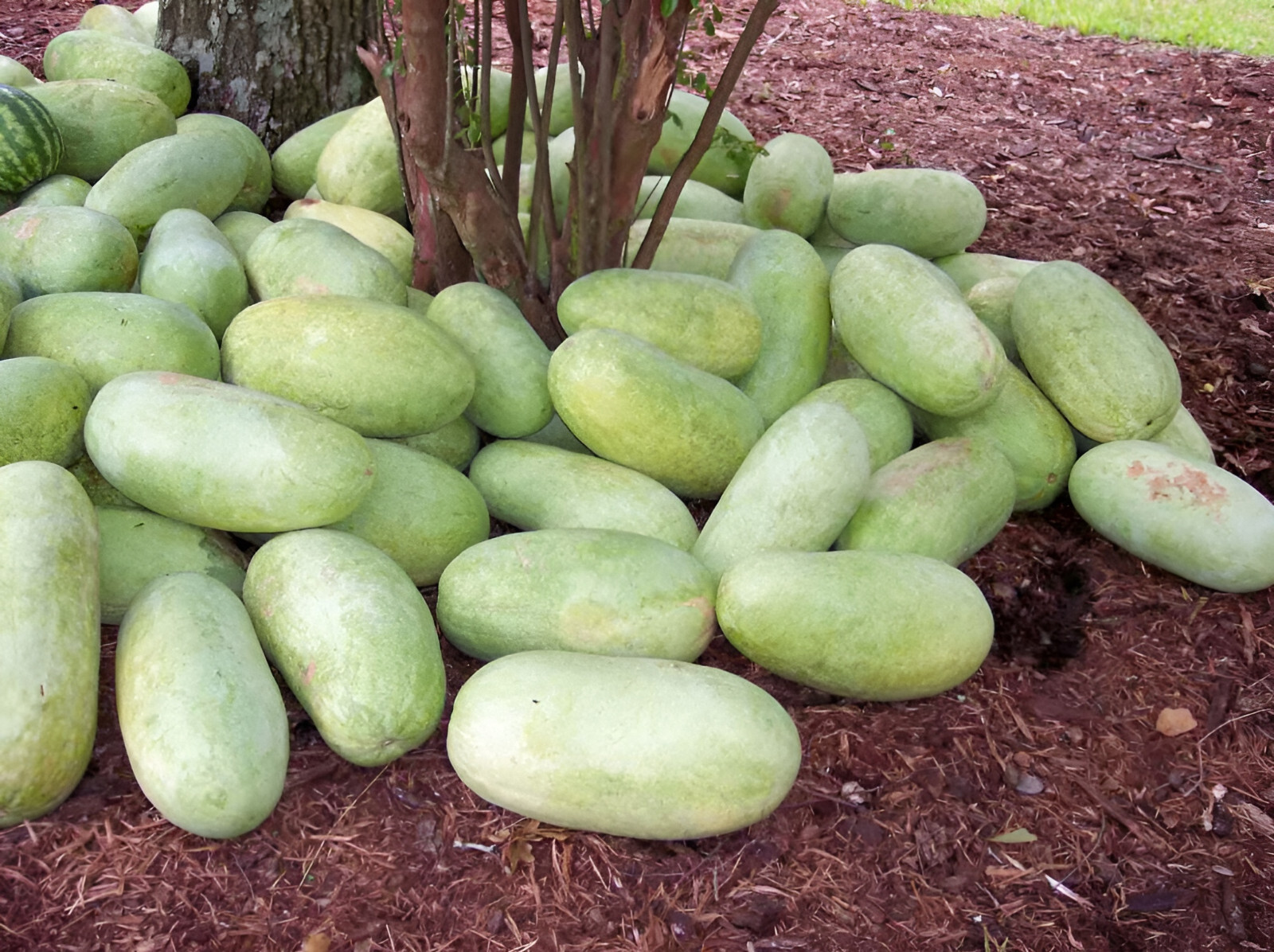 45 Charleston Grey Watermelon Seeds – Large Disease Resistant Super Sweet Picnic