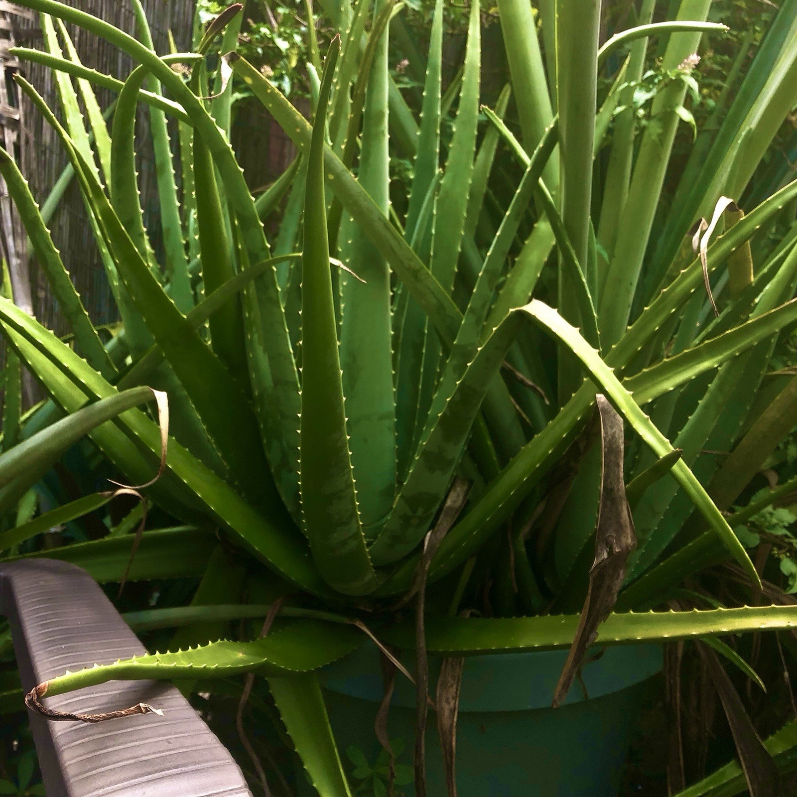 Live Aloe Vera Plant, Green Succulent, Outdoor Full Sun, Clumping, Vegetative