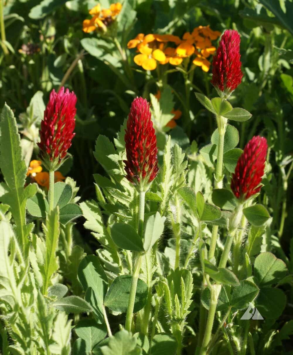 Clover CRIMSON RED Flowers legume adds Nitrogen Pollinators Non-GMO 1000+ Seeds!