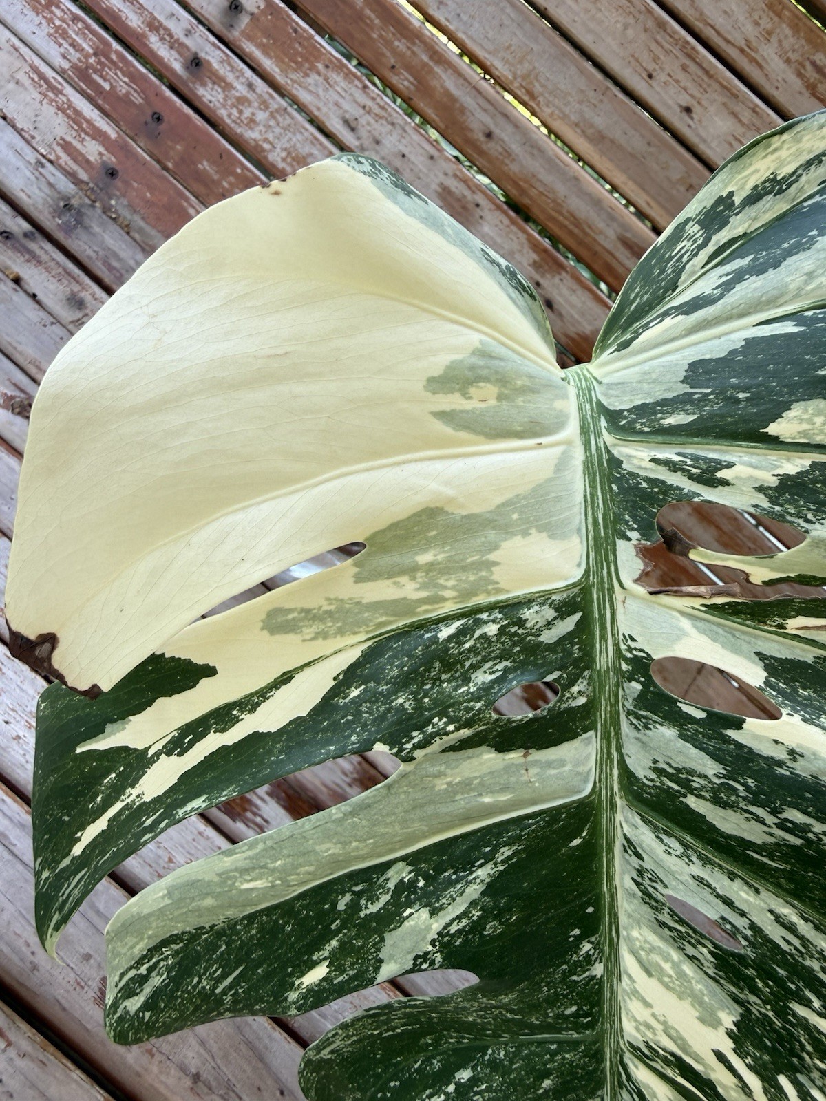 Monstera Albo Borsigiana HIGH Variegated Cutting – Large Leaf- Plant E