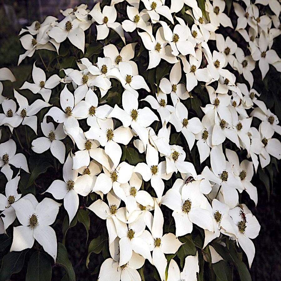 KOUSA DOGWOOD TREE SEEDS Chinese Milky Way Hardy-5 White Flower Red Fruit Plant