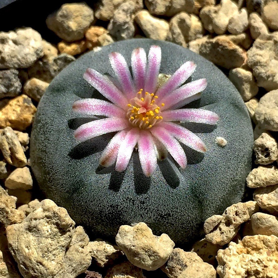 SEEDS (10pk) W Var. Rancho Noel X10 (Ten) US SELLER Cactus Mexico