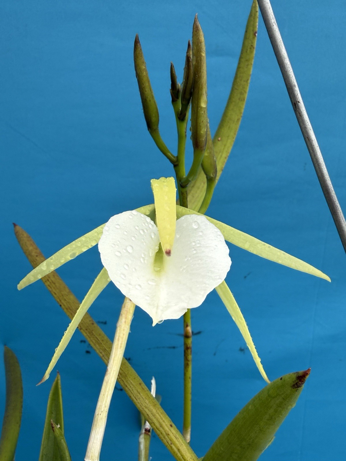Brassavola nodosa Blooming White Green Orchid Species 9” Basket + Hanger