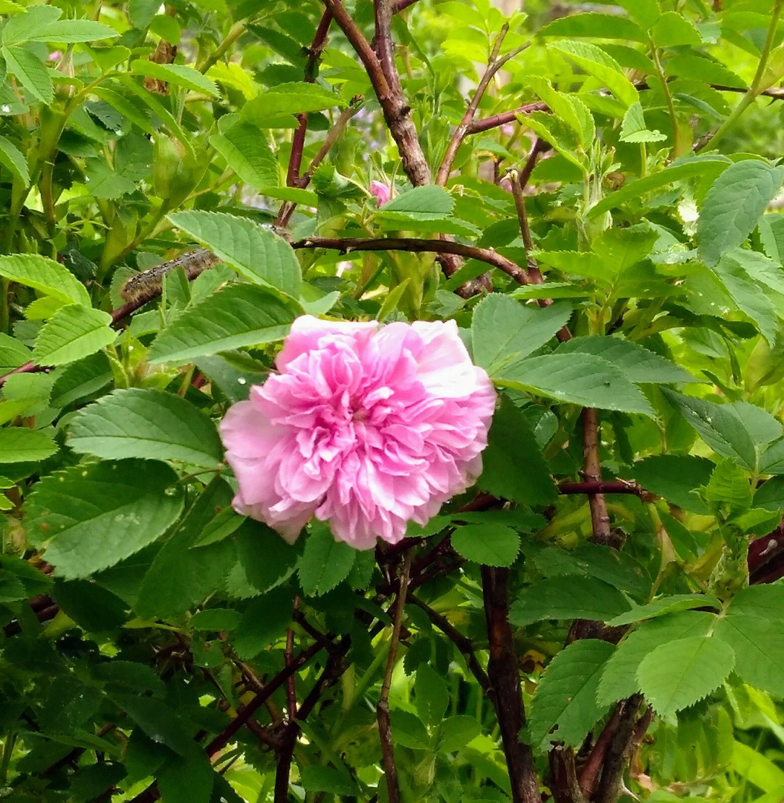Rosa Cinnamomea Plena Rose French Heirloom Garden Rose fragrant Plant