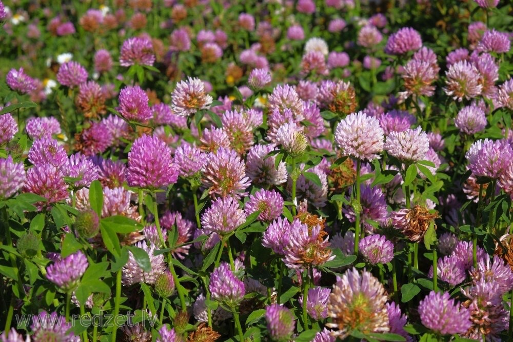 Q Clover Medium Red Clover | 2-4D Resistant Non-GMO Seed for Food Plots 1/2 ac