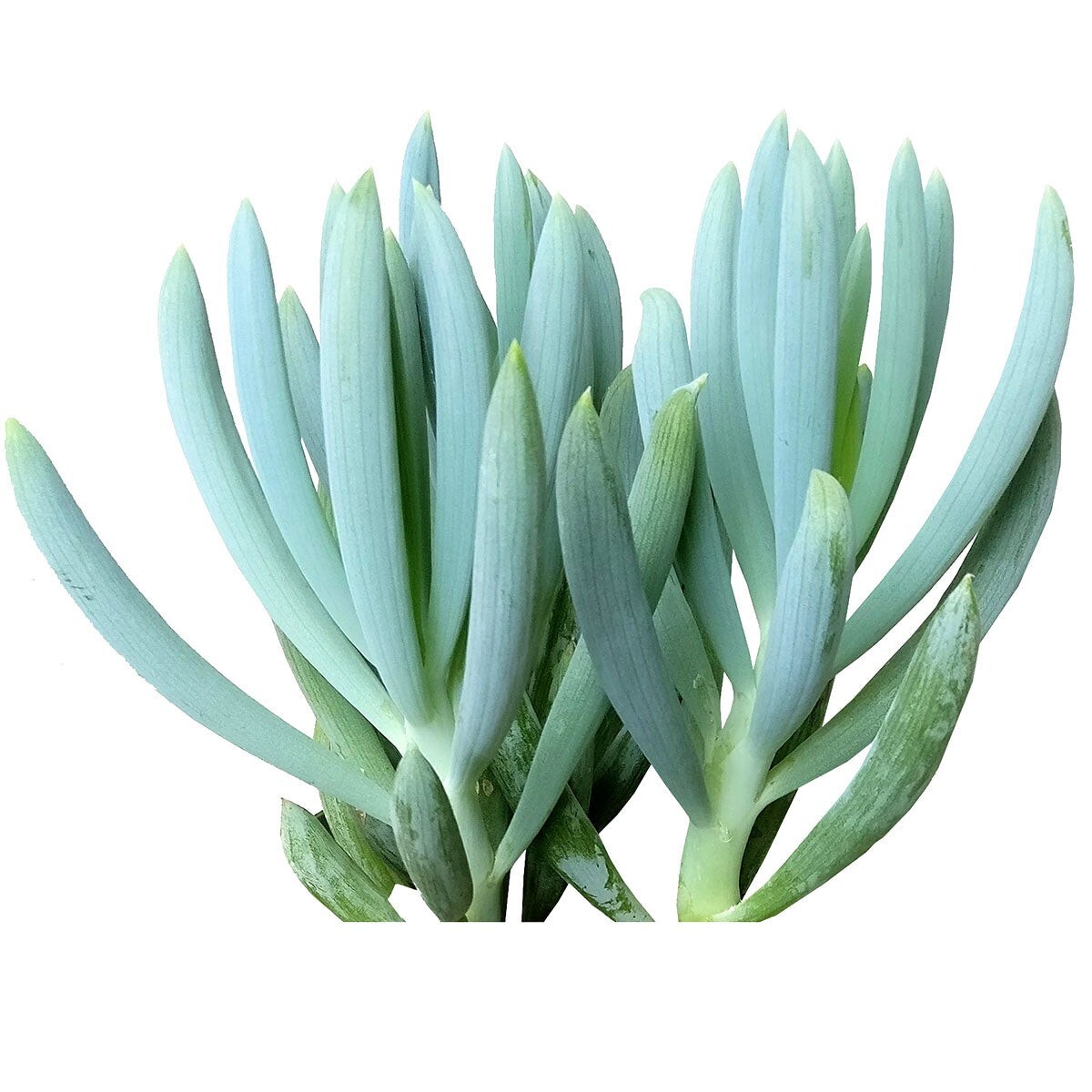 Senecio Serpens ‘Blue Chalk Sticks’ Live Plant – Succulent 2 Inches (Potted)
