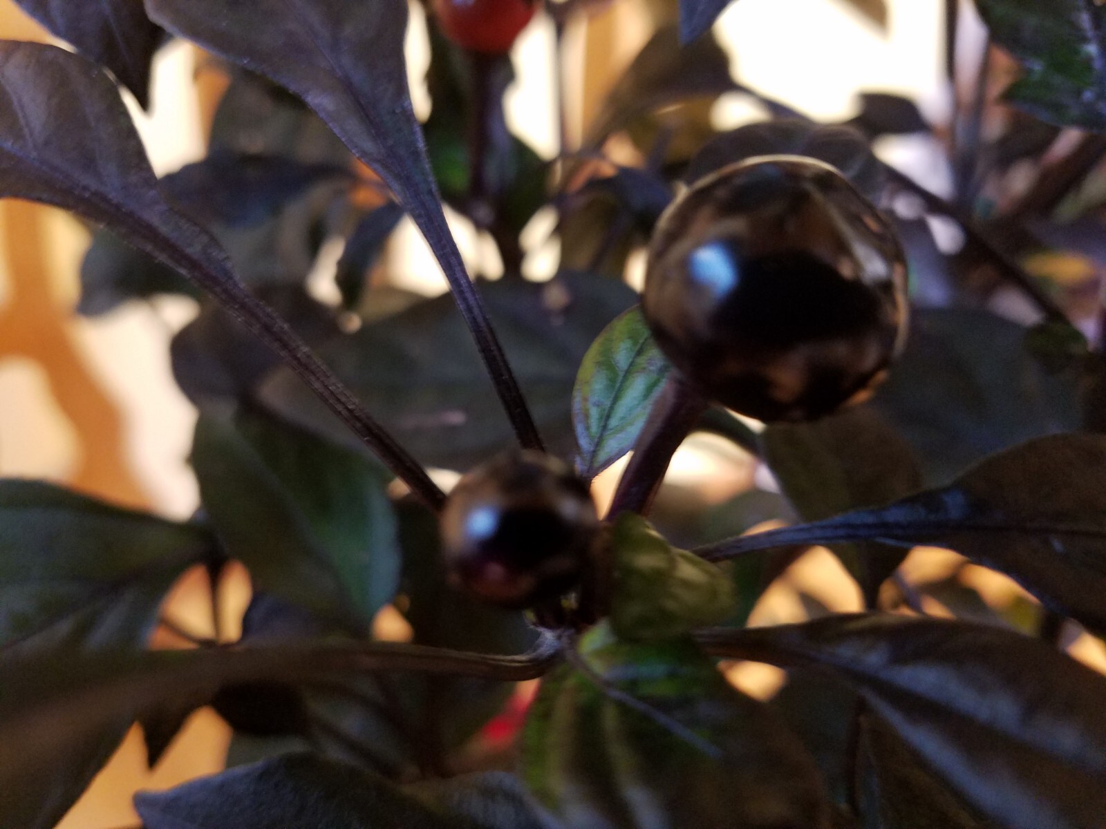 Ornamental – Black Pearl Pepper (25 Seeds) easy to grow and unique!
