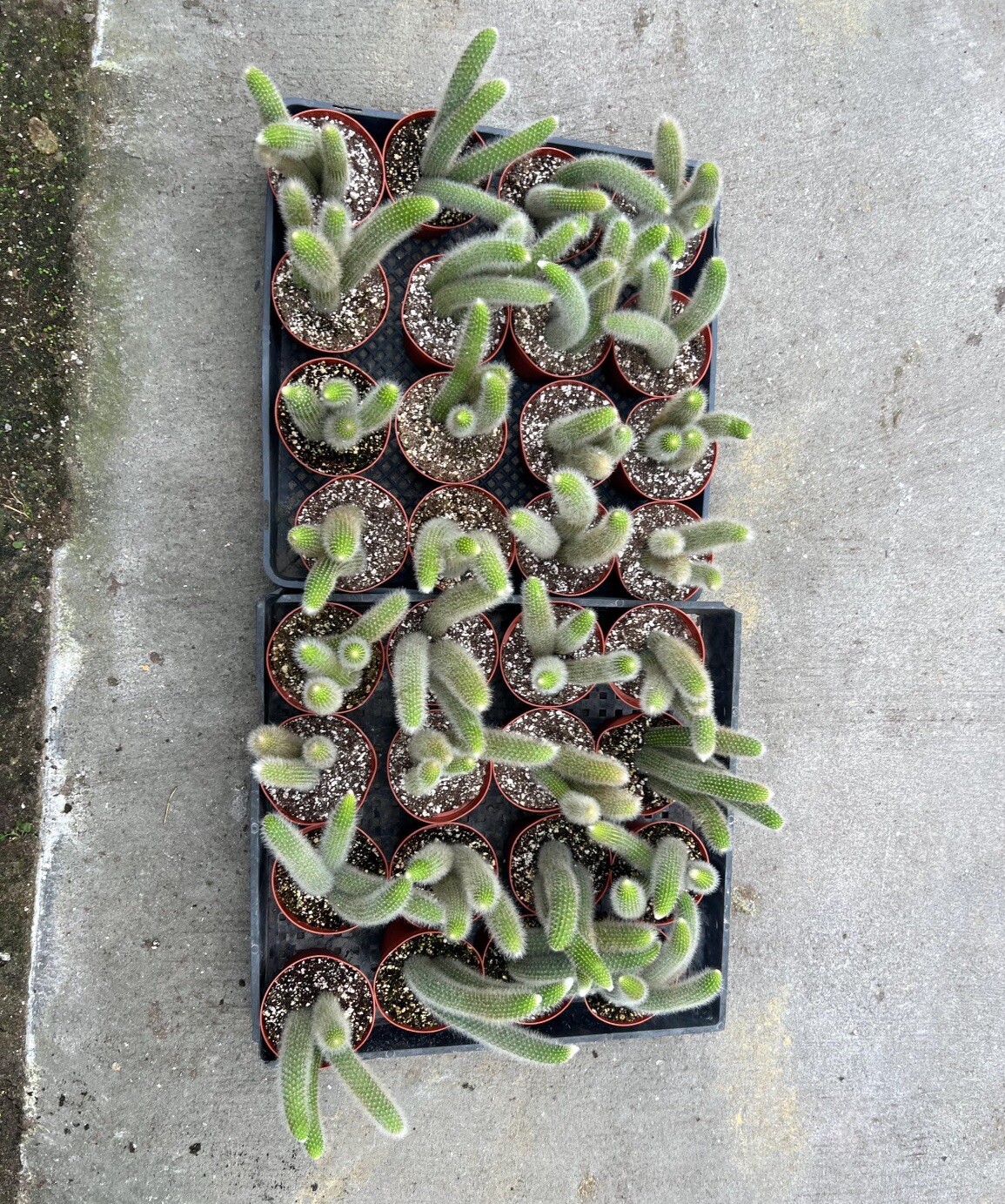 4″ Monkey Tail Cactus | Hildewintera Colademononis