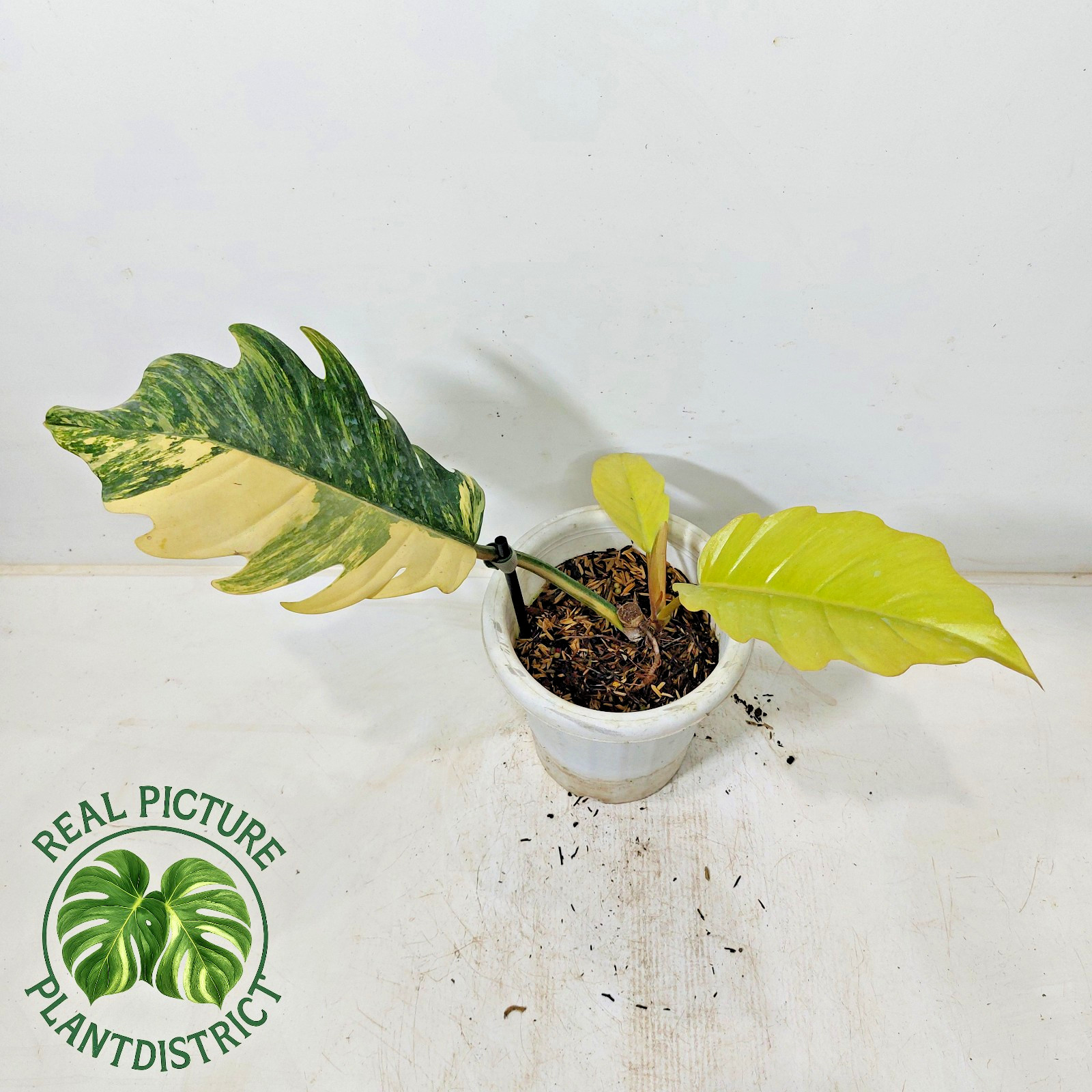 Actual Image Philodendron Caramel Marble Variegated Free Phyto