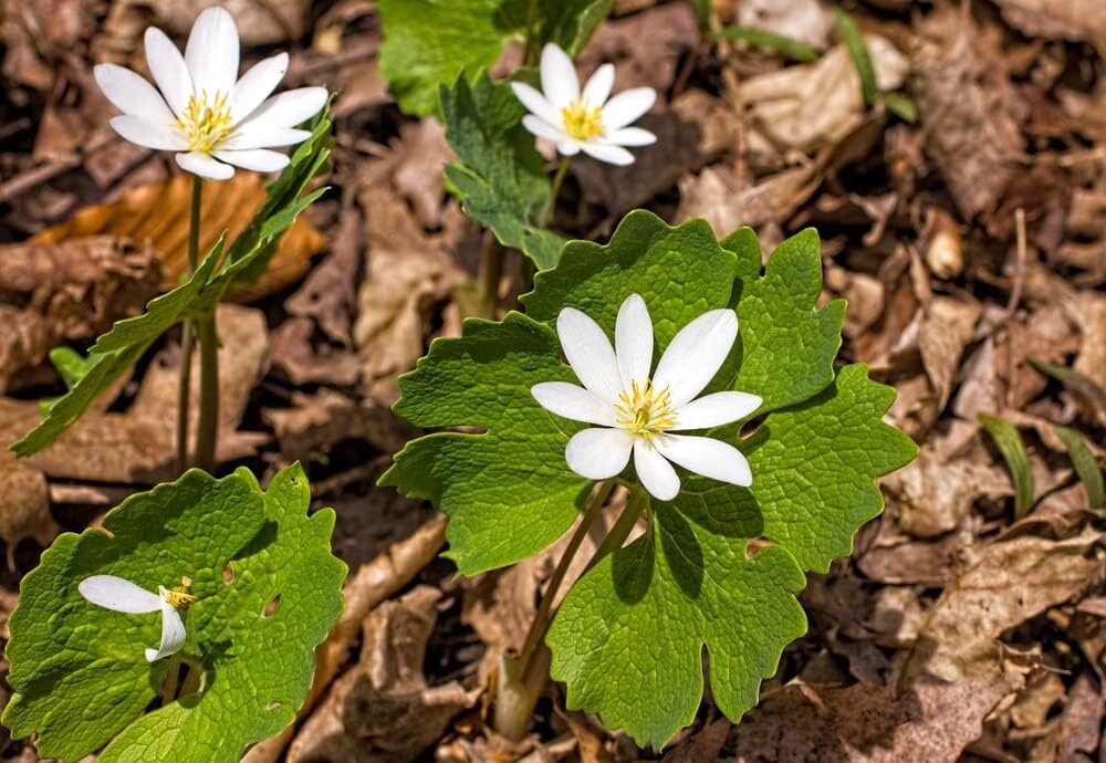 Bloodroot Seeds for Planting (30 Seeds) Sanguinaria canadensis – Medicinal Plant