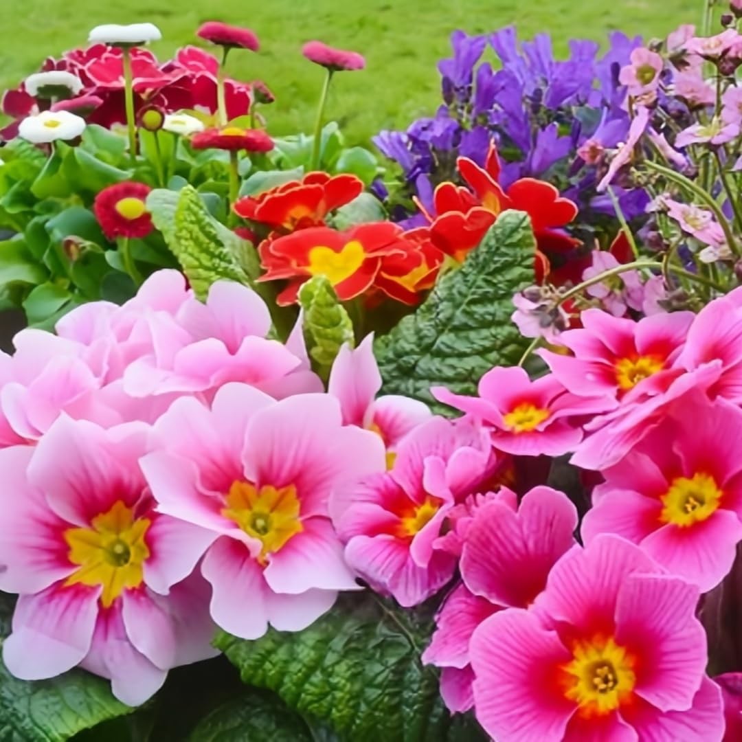 Primrose Flower Seeds (300pcs) – Colorful Perennial Blooms for Patio Pots, Ro…