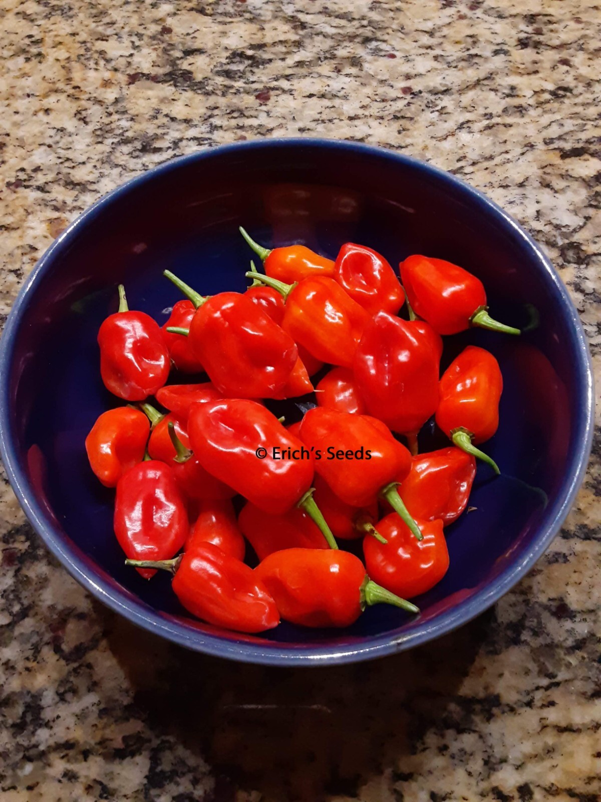 30+ Datil Sweet Pepper Seeds – Florida Grown