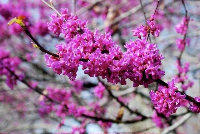 Eastern Redbud/ Cercis Canadensis, 25 seeds 2023 – USA seller