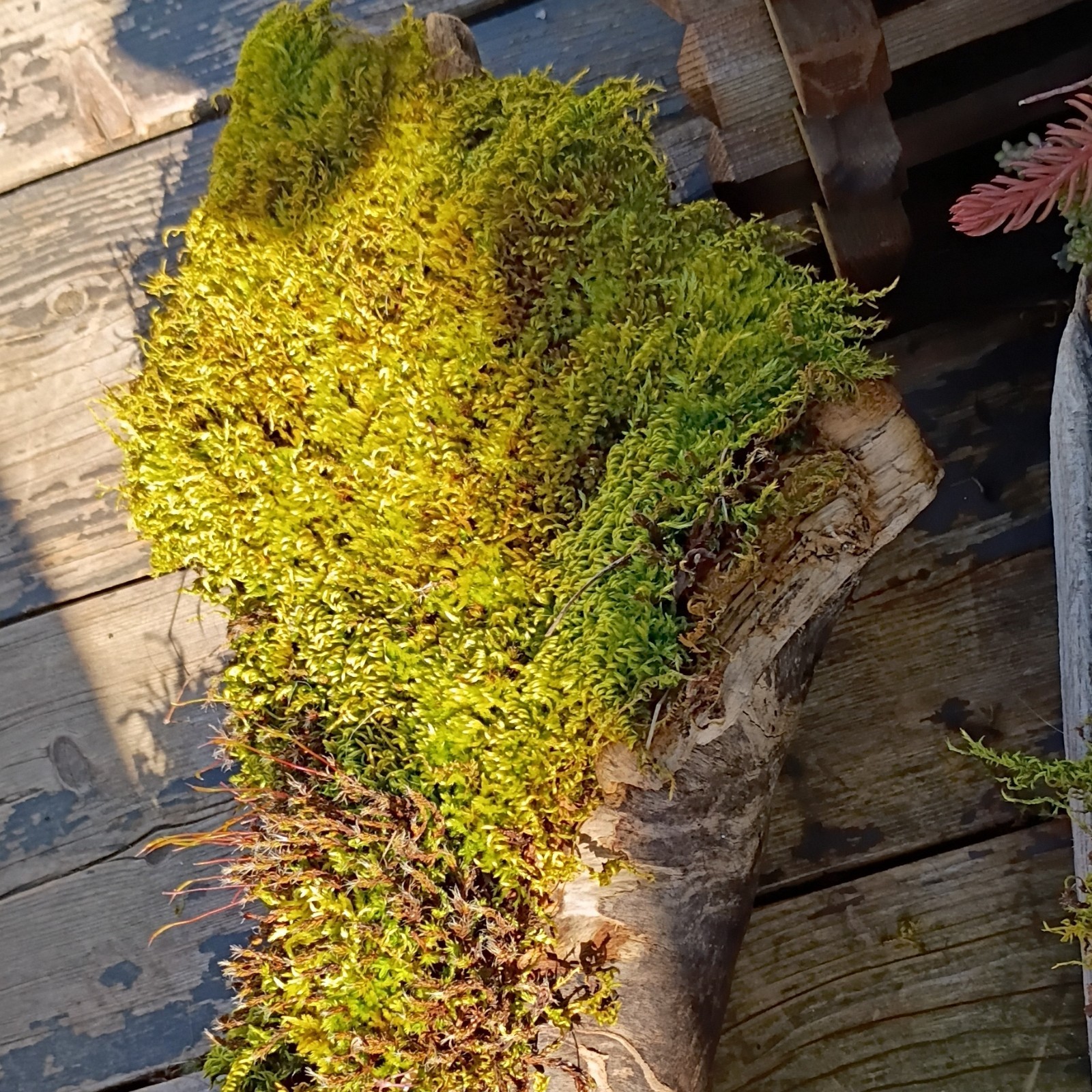 Air Purifying Moss, Broadleaf, Green Yellow, Outdoor, Bare Root, Medium Sun