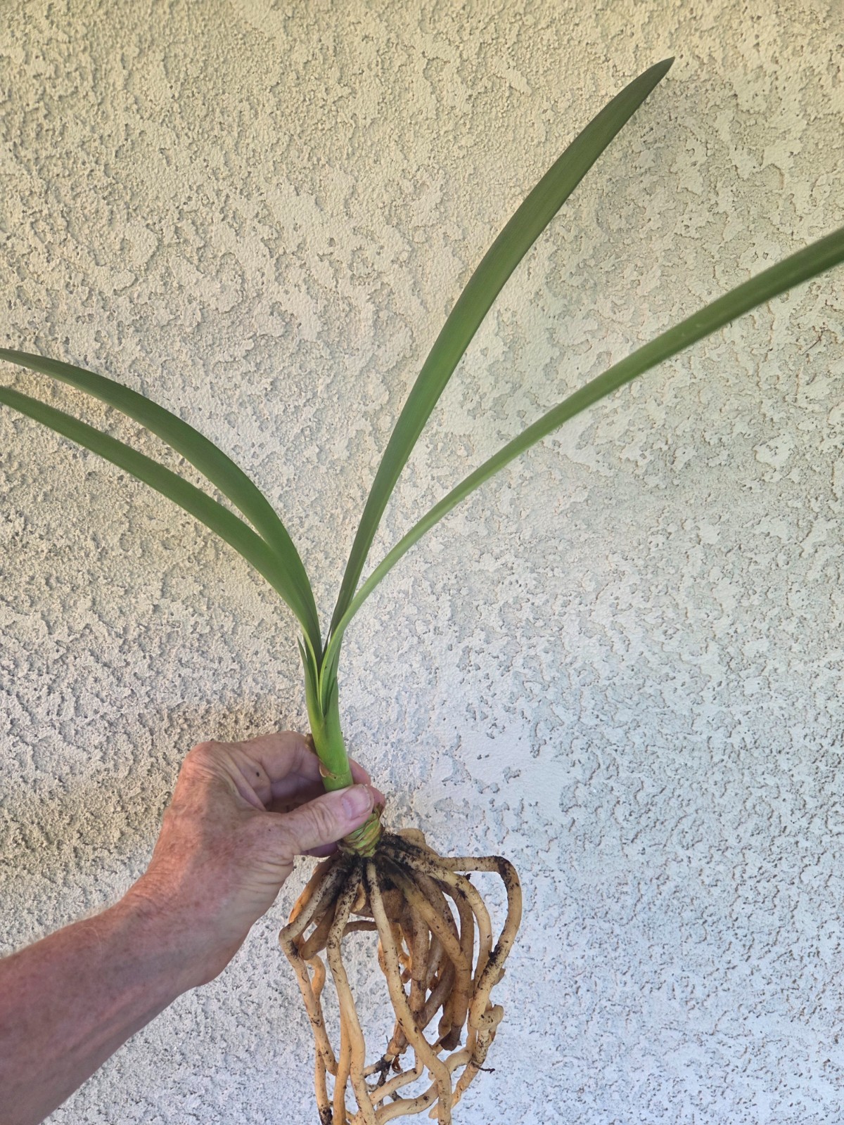 Yellow Clivia Offset