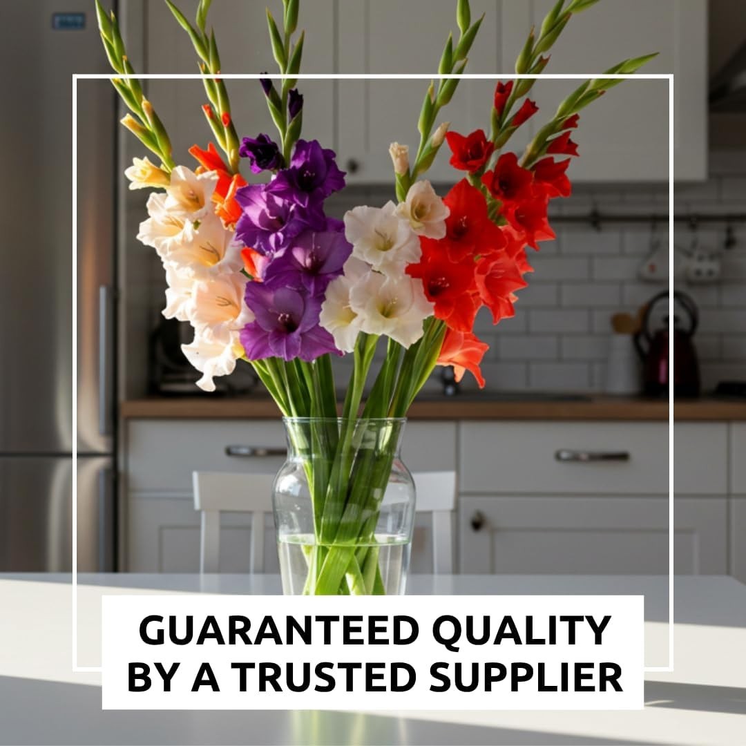 4 Gladiolus Bulbs – Mixed Colors – Sword Lily – Easy-to-Grow Perennial Flower…