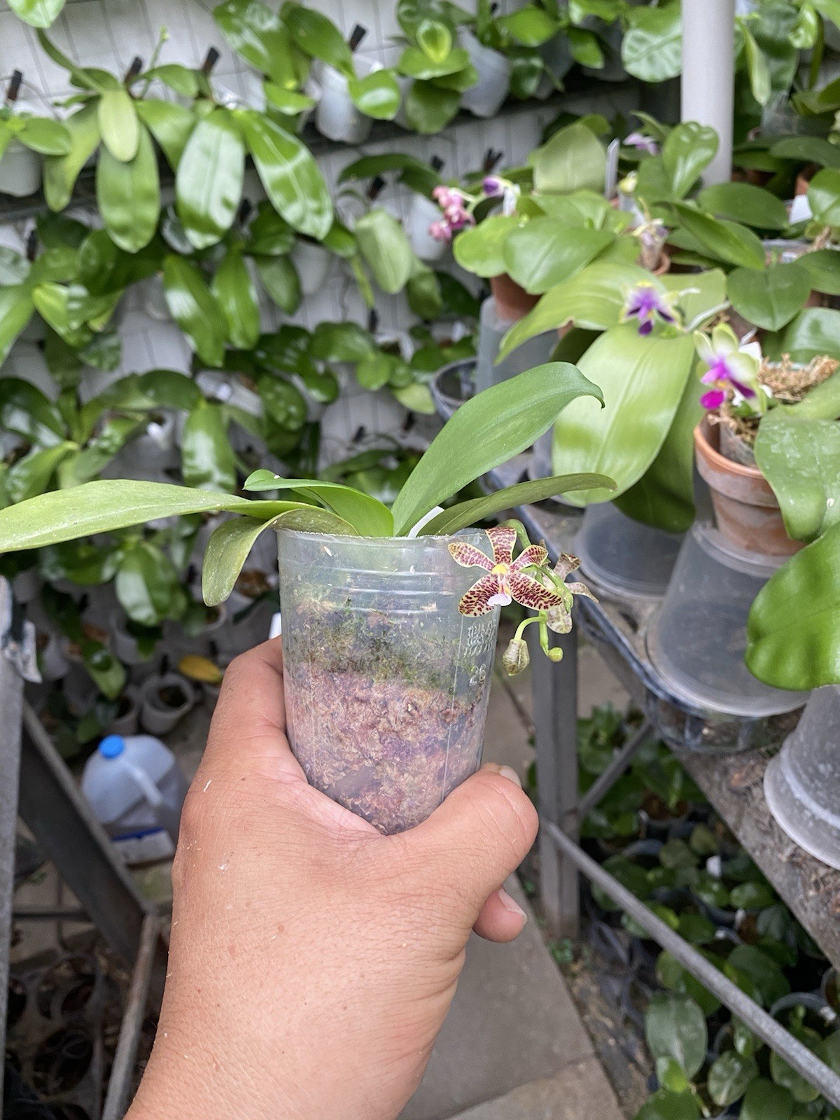 Original Phal Phalaenopsis Freya’s Mini Cat-FRAGRANT