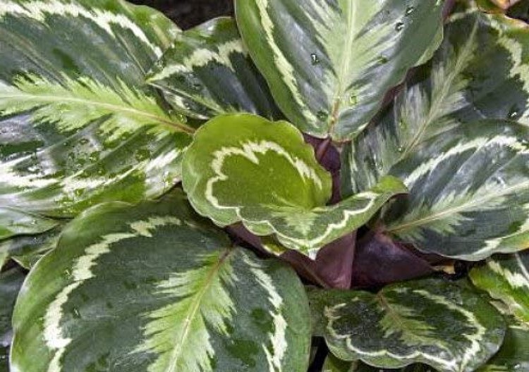 Calathea Veitchiana Prayer Medallion Very Easy To Grow Indoors Live Plant 4″ Pot