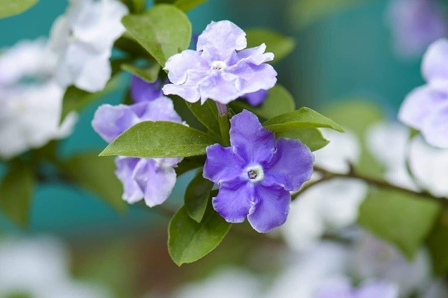 Yesterday Today Tomorrow | 2 Inch | Brunfelsia pauciflora | Low Maintenance
