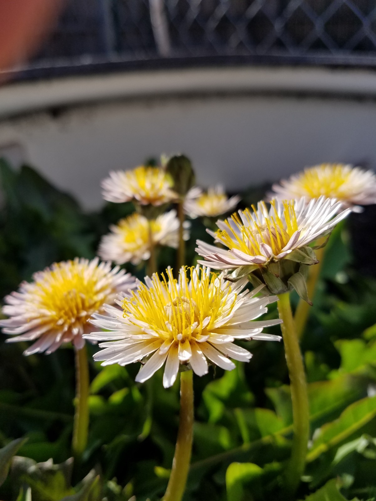 Pink Dandelion Seeds RARE 10 Organic Seeds *FREE SHIPPING*