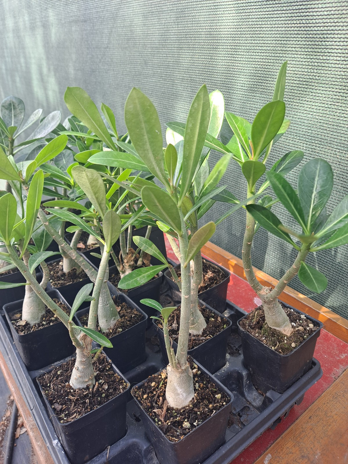 1 Adenium Obesum desert rose seedling Rosa Del Desierto US SELLER