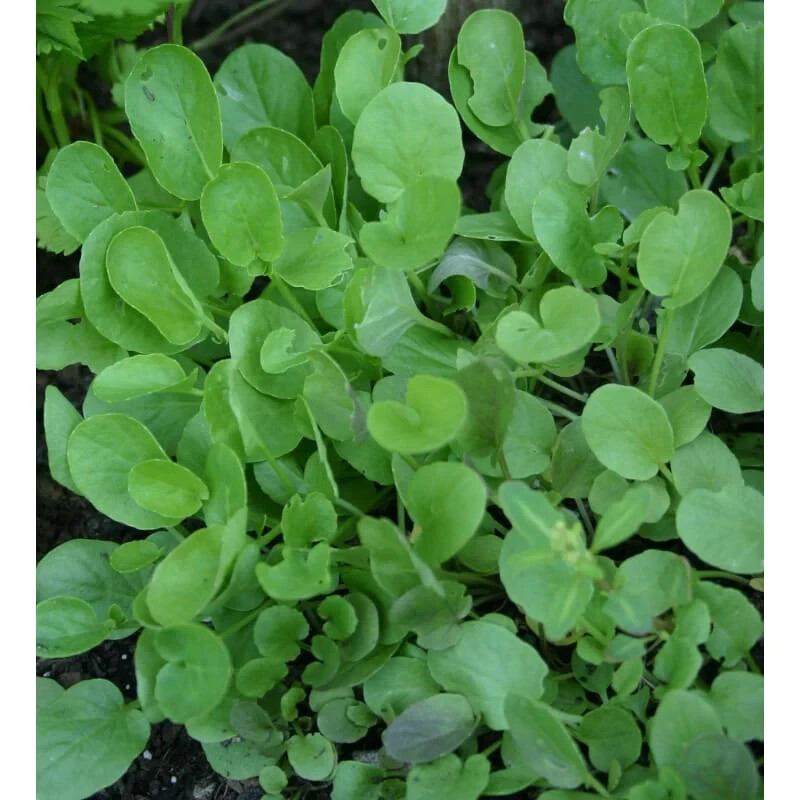 2000++ Upland Cress Seeds Early Cress Creasy Greens Xà Lách Son , 2025 Season