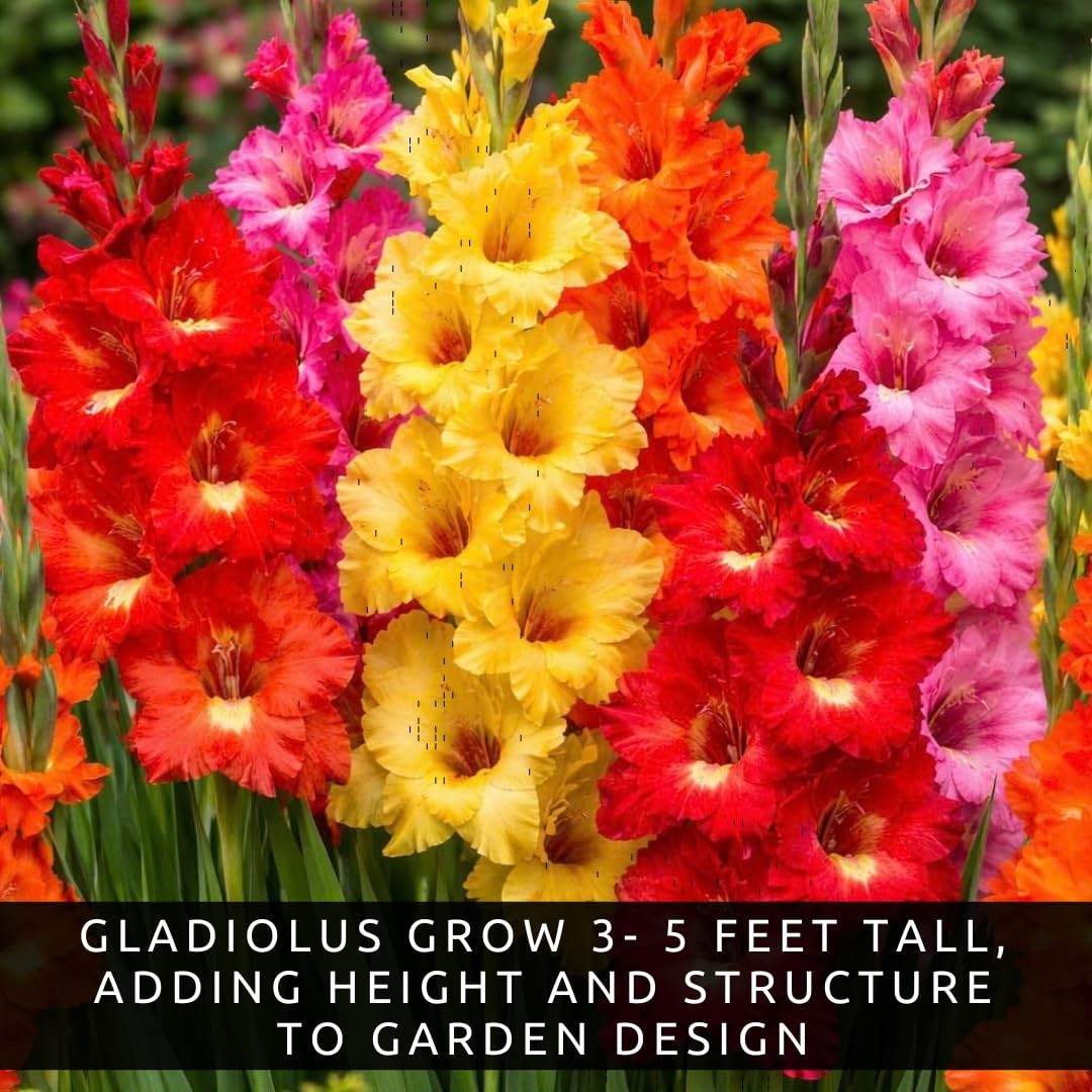 10 Gladiolus Bulbs, Mixed Colors – Sword Lily, Easy to Grow Perennial Garden …
