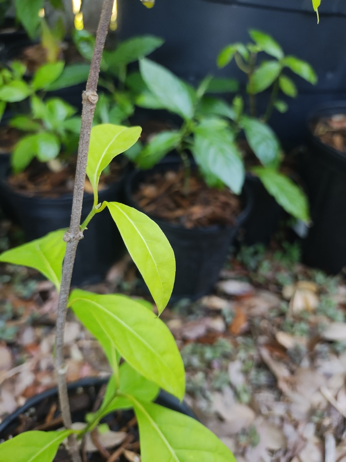 Rare South American Vine, Banisteriopsis C. Plant 18 Inches Tall