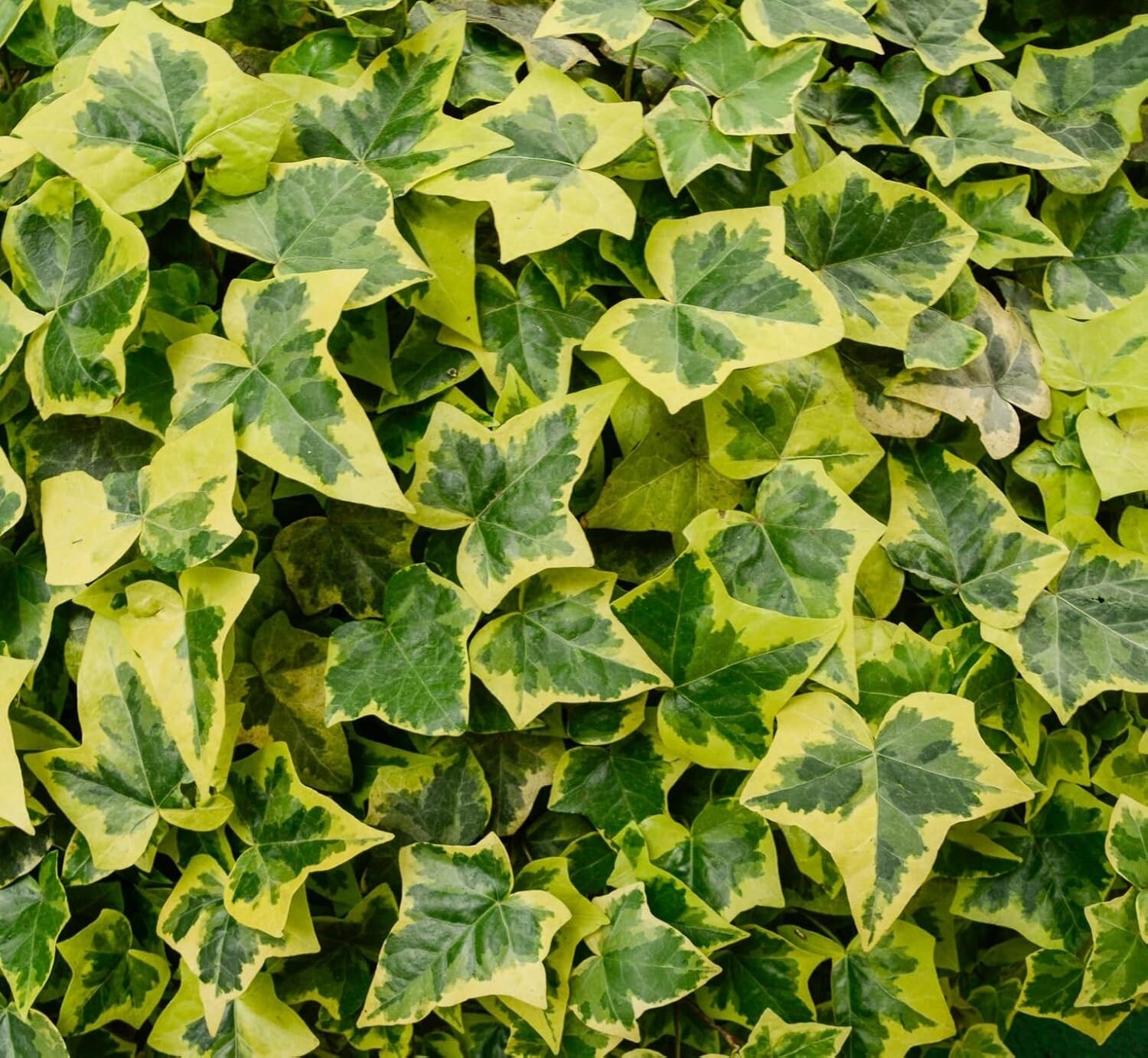 30 English Ivy Seeds for Planting – Easy to Grow Ivy Vine – Hedera helix