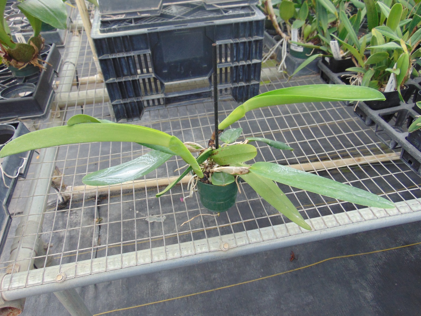 C. De Loris Ziegfeld ‘Caruthers’ AM/AOS Near bloom size 4″ pot LARGE PLANT B