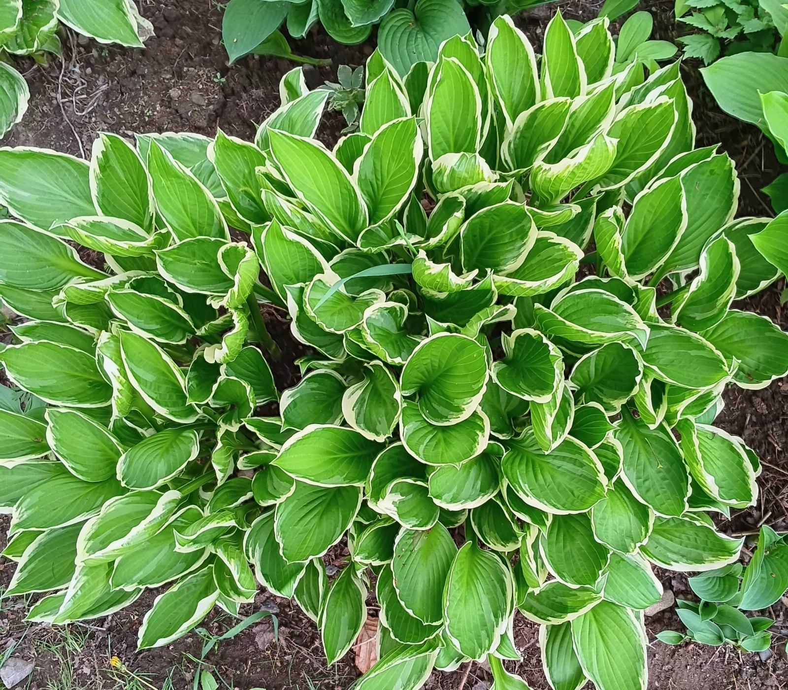 6 Divisions Hosta Undulata albomarginata Variegated Green White