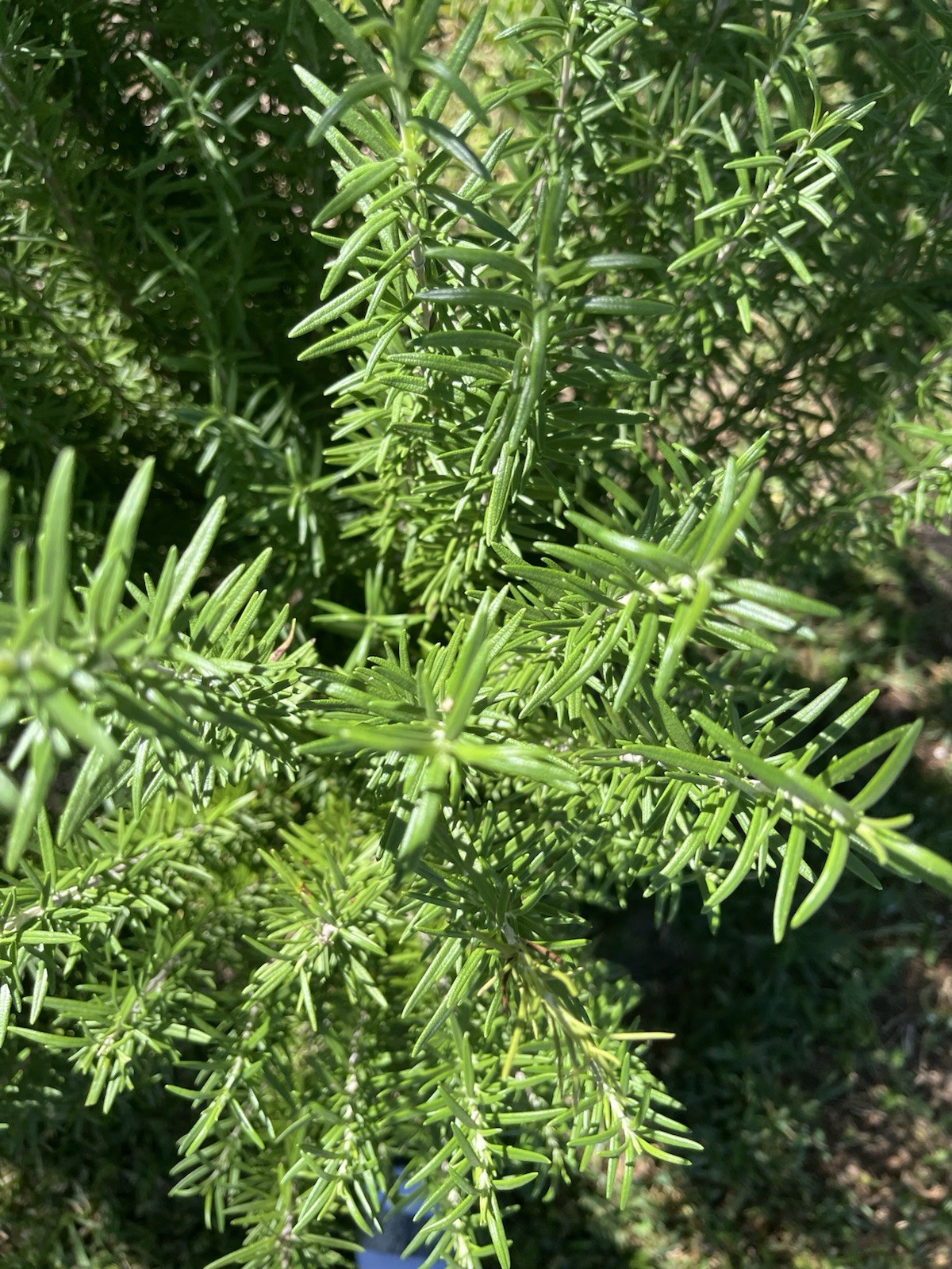 2 Rosemary Cuttings, Live Plants, 5-8” Rooted BARE ROOT