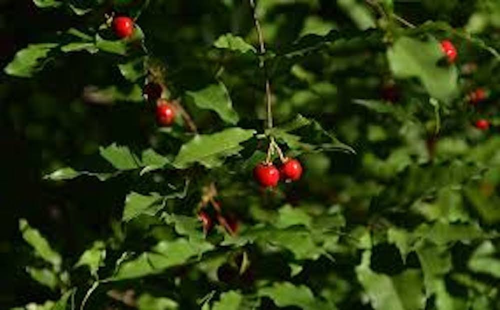 1 Barbados Cherry Tree Malpighia Emarginata Starter Plant