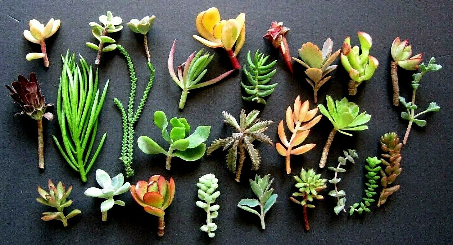 20 Mini Succulents Cuttings various color – ALL DIFFERENT 1″ – 3″ NICE SPECIMENS